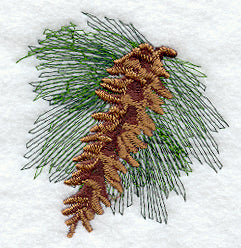 White Pine Cone