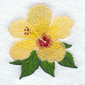 Hibiscus