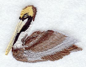 Brown Pelican