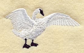 Trumpeter Swan