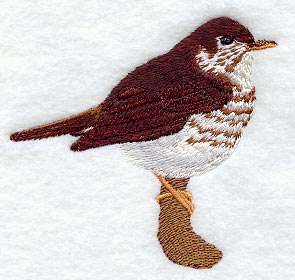 Hermit Thrush