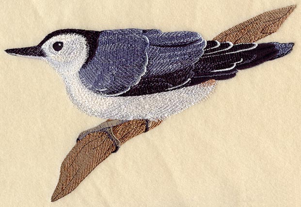 White-Breasted Nuthatch