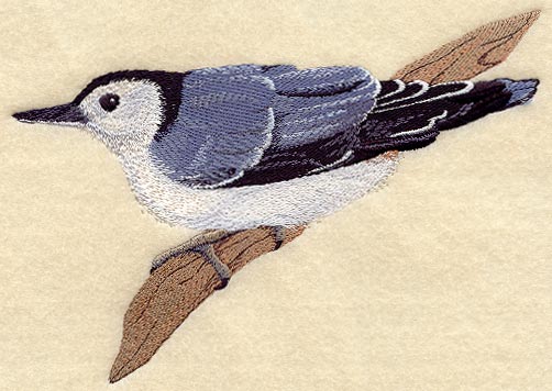 White-Breasted Nuthatch