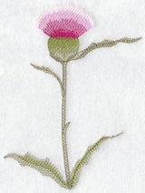 Thistle Soft Shadow