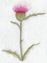 Thistle Soft Shadow