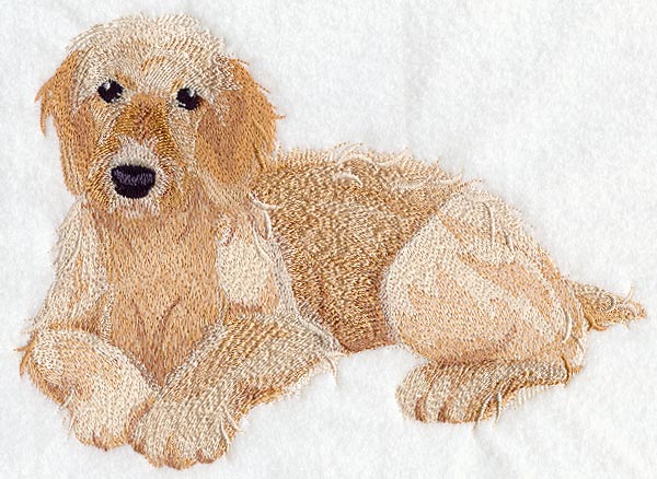Golden Doodle