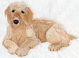 Golden Doodle