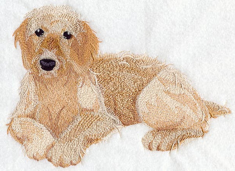 Golden Doodle