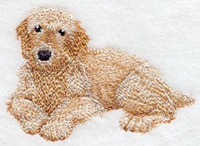 Golden Doodle