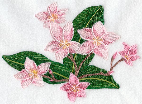 Frangipani Flower Bunch 2