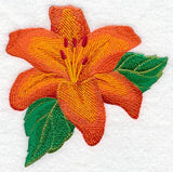 Asiatic Lily Blossom