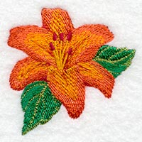 Asiatic Lily Blossom