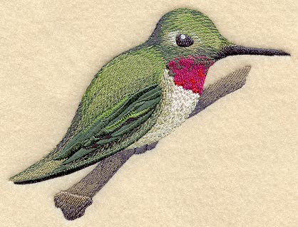 Hummingbird and Branch