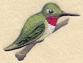 Hummingbird and Branch