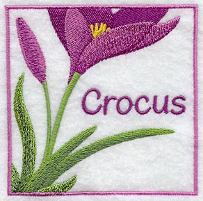 Crocus Floral Square