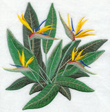 Bird of Paradise Tropical Flower