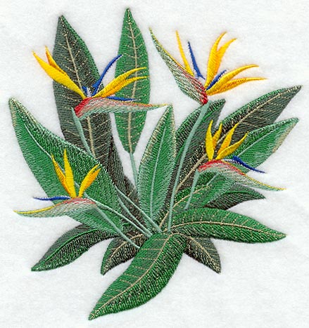 Bird of Paradise Tropical Flower