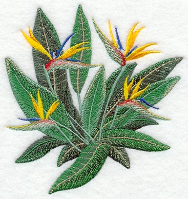 Bird of Paradise Tropical Flower