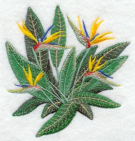 Bird of Paradise Tropical Flower