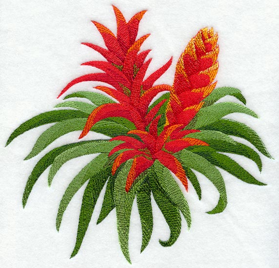 Bromeliad Tropical Flower