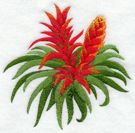 Bromeliad Tropical Flower