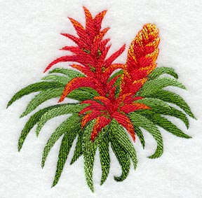 Bromeliad Tropical Flower