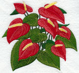 Anthurium Tropical Flower