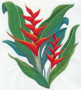 Heliconia Tropical Flower