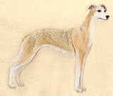 Whippet
