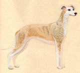 Whippet