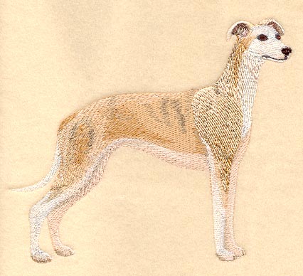 Whippet