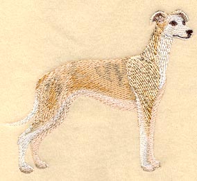 Whippet