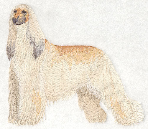 Afghan Hound