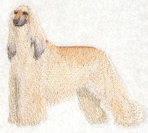 Afghan Hound