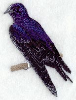 Purple Martin