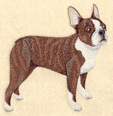 Boston Terrier