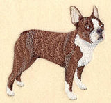 Boston Terrier