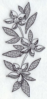 Clematis Spray (Blackwork)