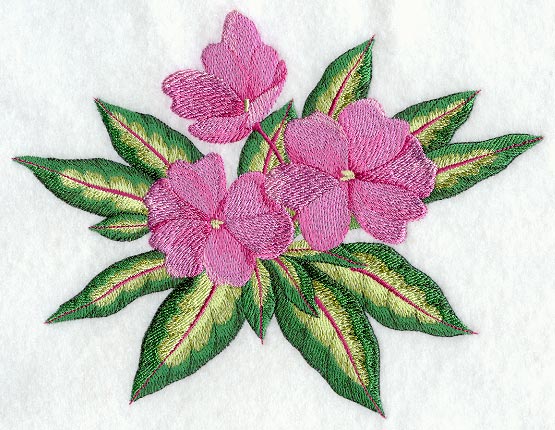 New Guinea Impatiens