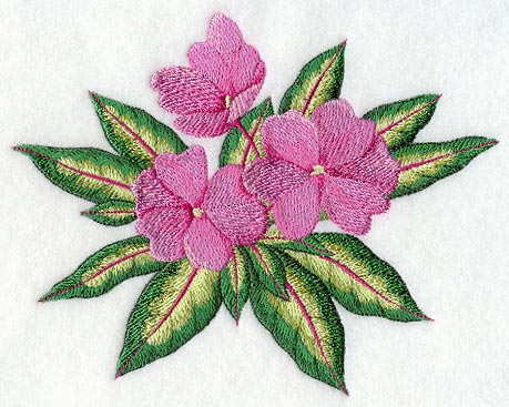 New Guinea Impatiens