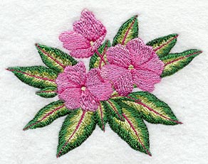 New Guinea Impatiens