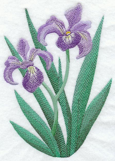 Iris