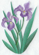 Iris