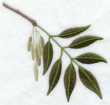White Ash Leaf