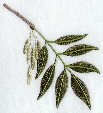 White Ash Leaf