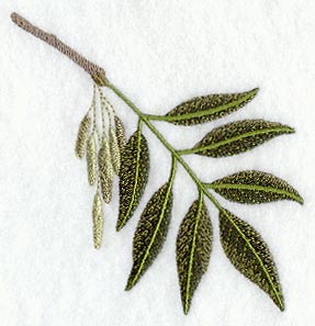 White Ash Leaf
