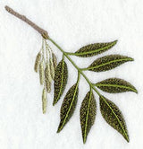 White Ash Leaf