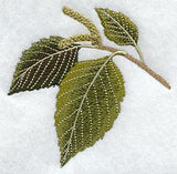 Paper Birch Leaf