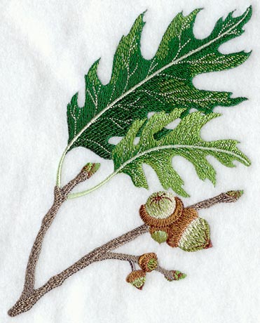 Red Oak Leaf