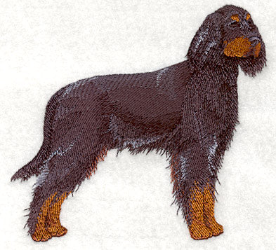 Gordon Setter